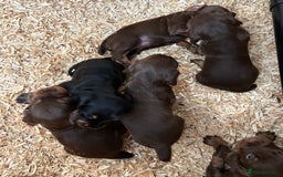 Cocker Spaniel dogs for sale: KC Reg Docked Working Cocker Spaniel puppies - Image 8