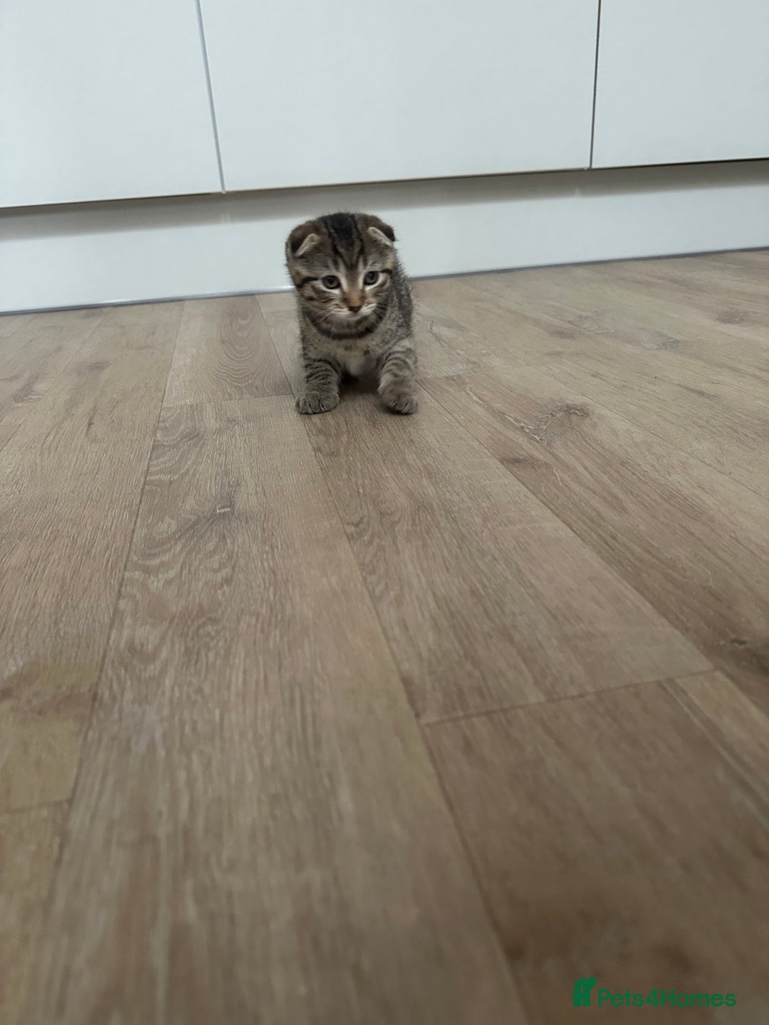 Scottish Fold cats for sale: ✨🐾 Cute Kittens Looking for Loving Homes! 🐾✨ - Image 9