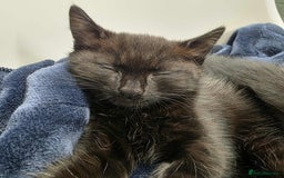 Domestic Shorthair cats for sale: Beautiful kitten 9 weeks old  - Image 5