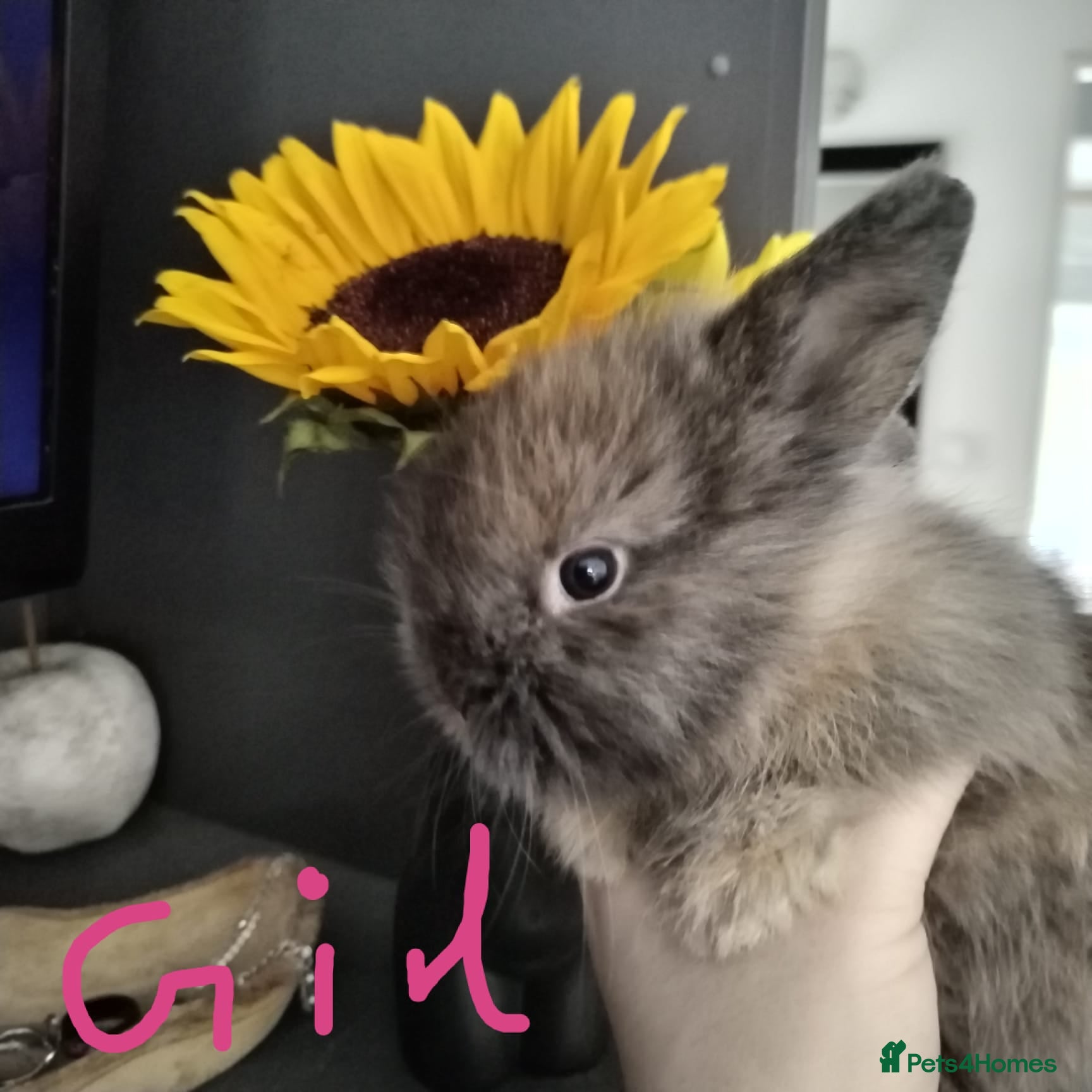 Lionhead rabbits Pure Breed Double Mained Lionhead Kits - Advert 7