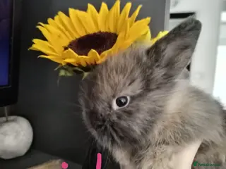 Lionhead rabbits Pure Breed Double Mained Lionhead Kits - Advert 7