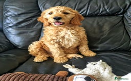 Mini Goldendoodle dogs for sale: Trained Mini Goldendoodle Male/Health Tested - Image 2