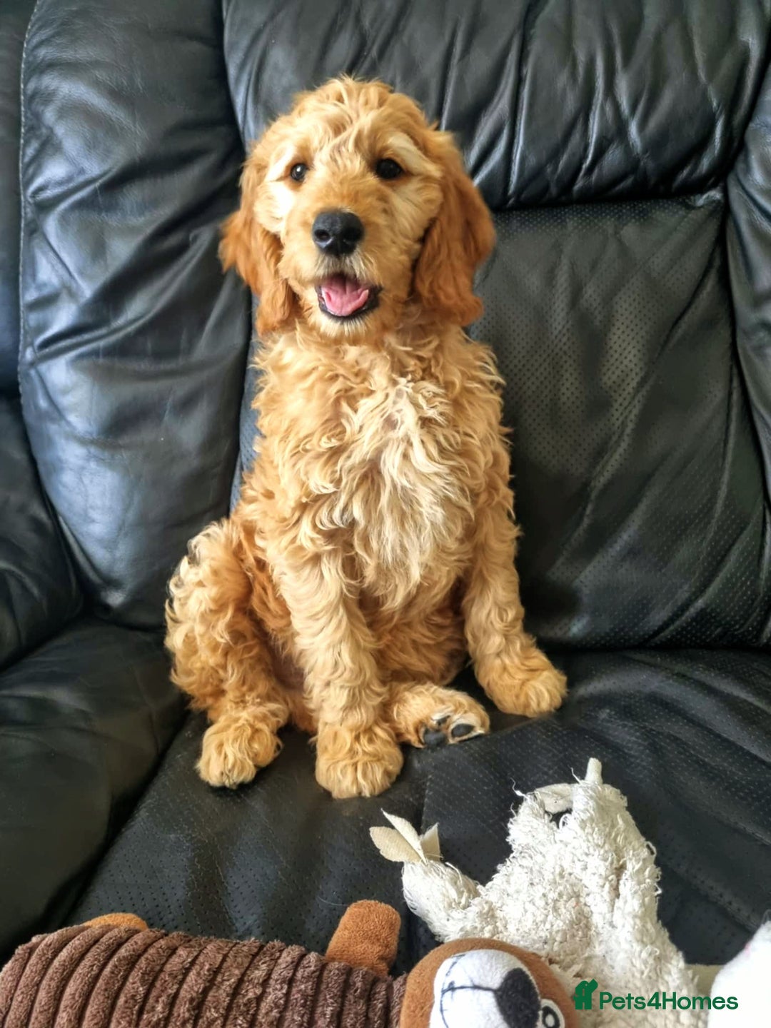 Mini Goldendoodle dogs for sale: Trained Mini Goldendoodle Male/Health Tested - Image 2