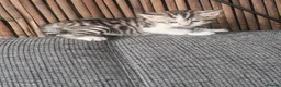 Mixed Breed cats for sale: Bengal mix  - Advert 19
