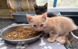 Bengal cats for sale: Bengal Mixed Litter - 2 Ginger & 1 Blue/Grey - Image 33