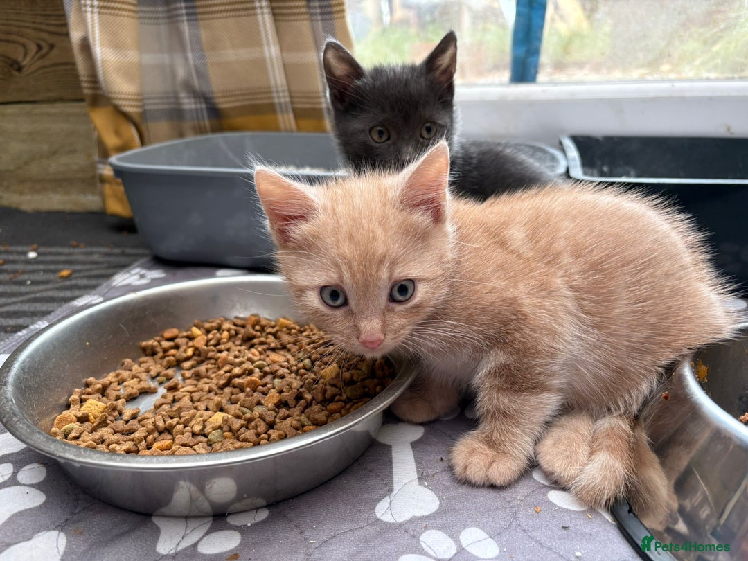 Bengal cats for sale: Bengal Mixed Litter - 2 Ginger & 1 Blue/Grey - Image 33