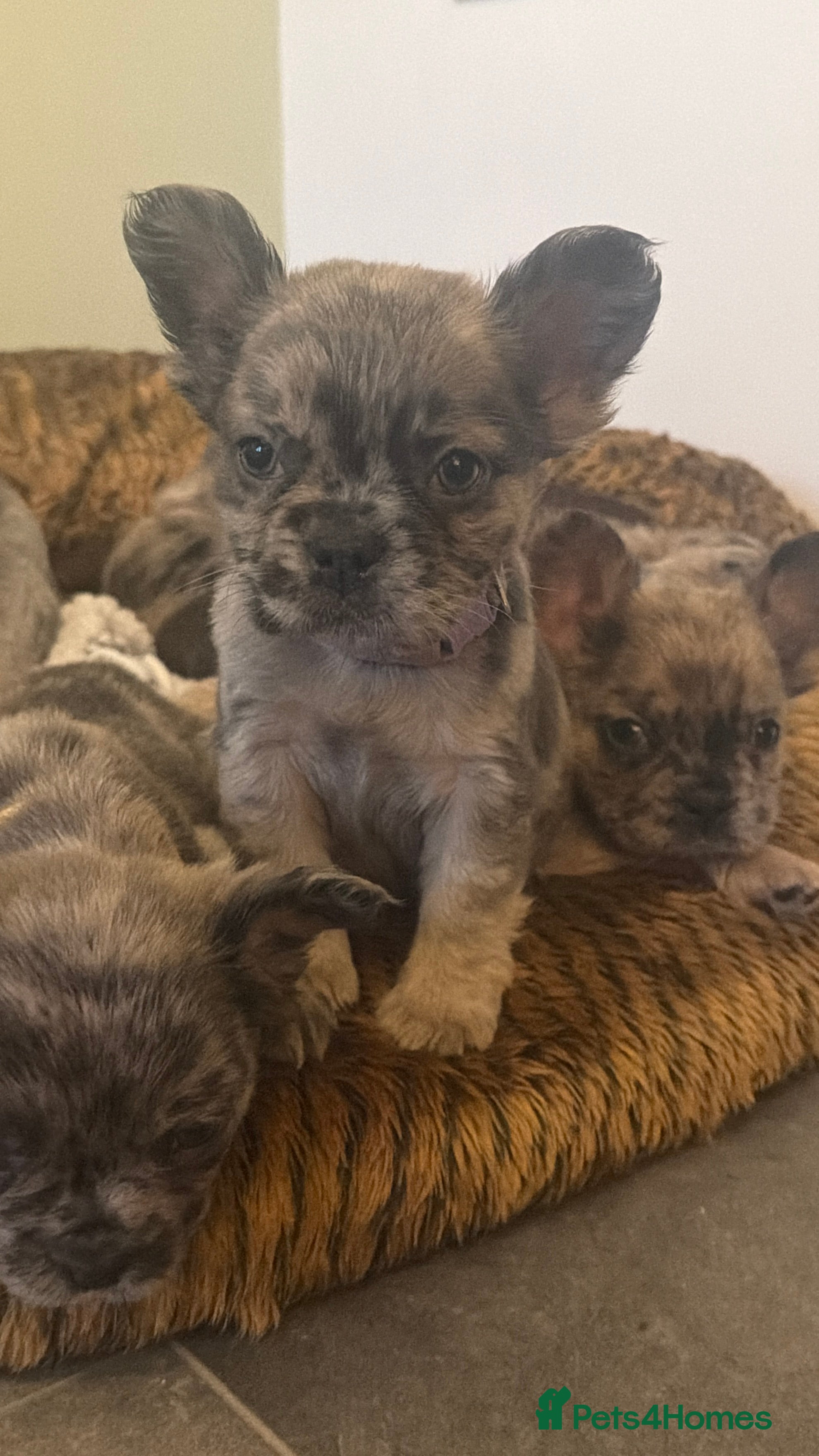 French Bulldog dogs 8 perfect fluffy visual French bulldogs dwkc 🧸🧸 - Advert 4