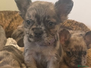 French Bulldog dogs 8 perfect fluffy visual French bulldogs dwkc 🧸🧸 - Advert 1