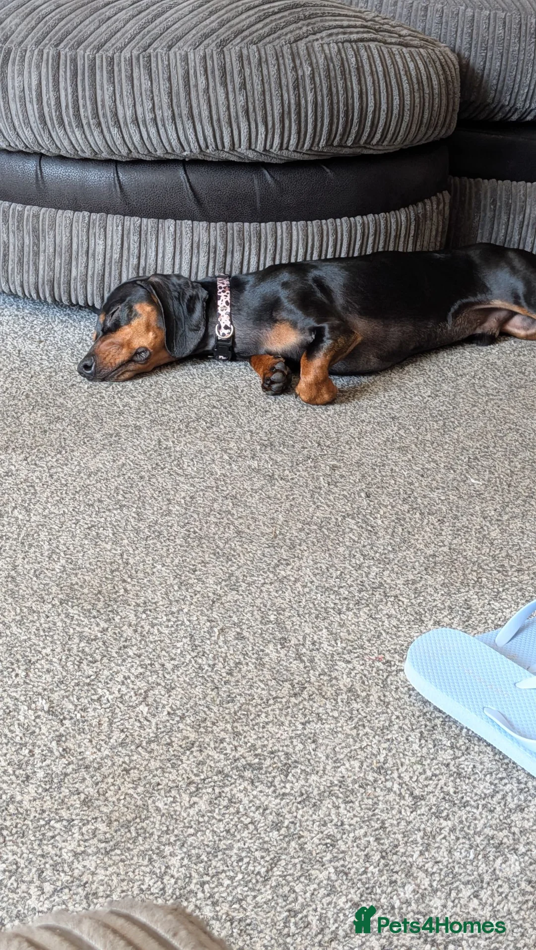 Mixed Breed dogs for sale: Miniature Dachshund  in Hereford - Advert 2