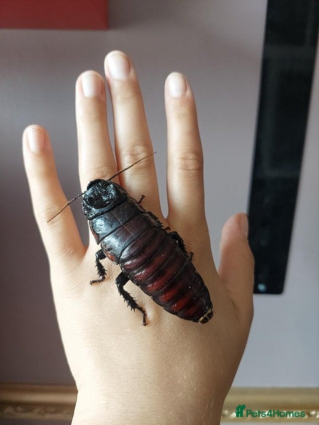 Cockroaches invertebrates for sale: Madagascan Hissing Cockroaches (hissers) - Advert 1