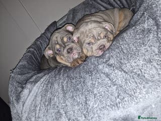 English Bulldog dogs English Bulldogs - Advert 8