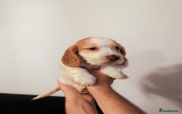 Cocker Spaniel dogs for sale: ✨ Showline Cocker Spaniel puppies for sale ✨ - Image 8