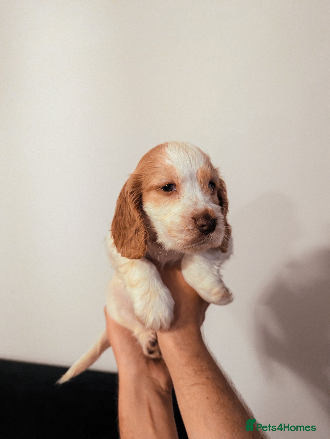 Cocker Spaniel dogs for sale: ✨ Showline Cocker Spaniel puppies for sale ✨ - Image 8