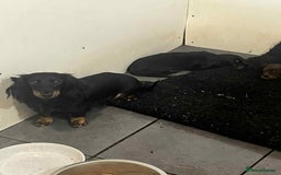 Miniature Dachshund dogs for sale: Miniture dachshund puppy - Image 2