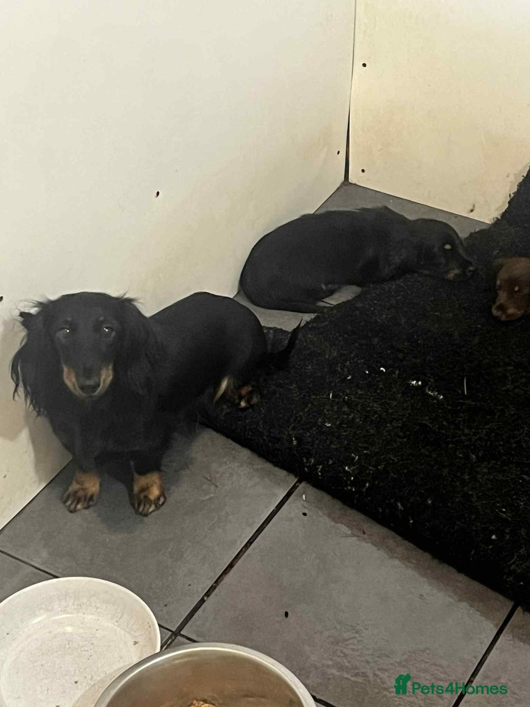 Miniature Dachshund dogs for sale: Miniture dachshund puppy - Image 2