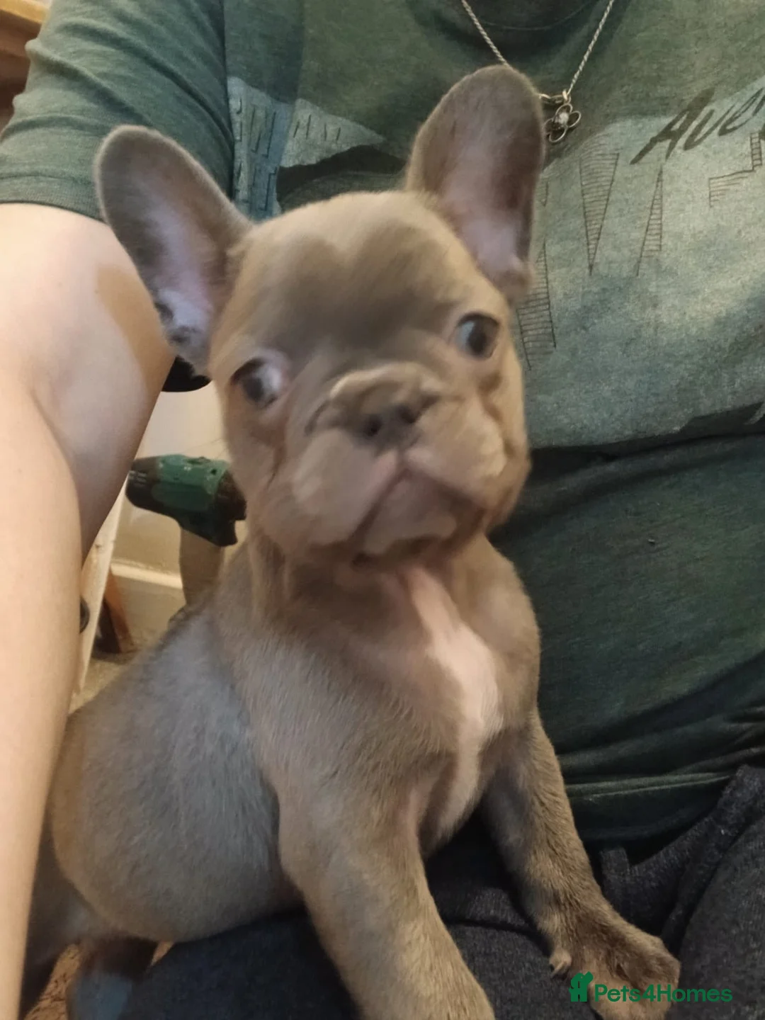 French Bulldog dogs for sale: 2 Girl  - Advert 5