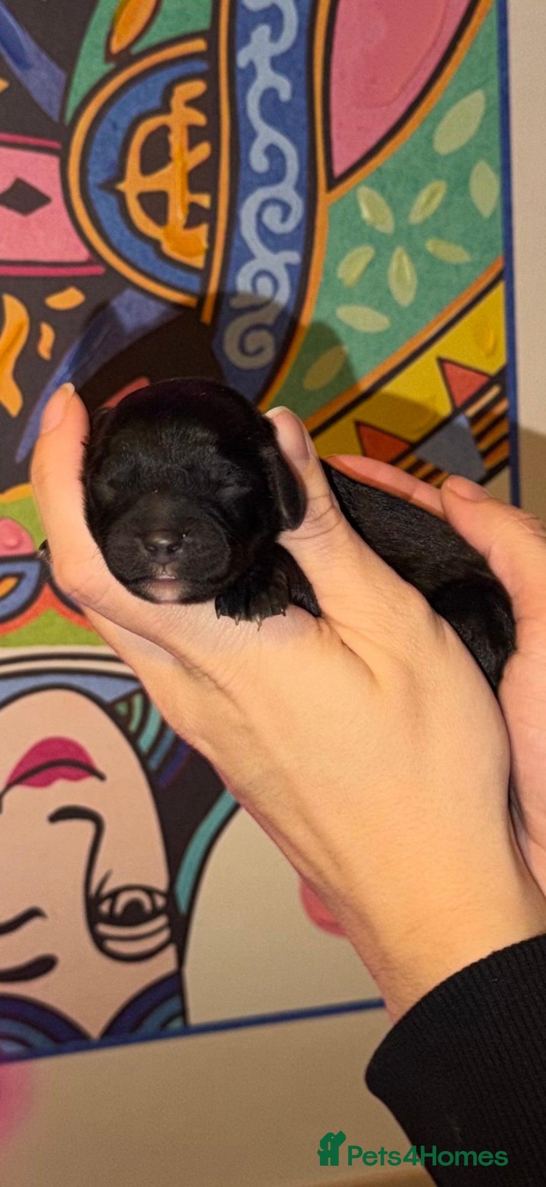 Cavapoo dogs for sale: 🐶 Beautiful Cavapoo Puppies – Ready 3rd March - Advert 8