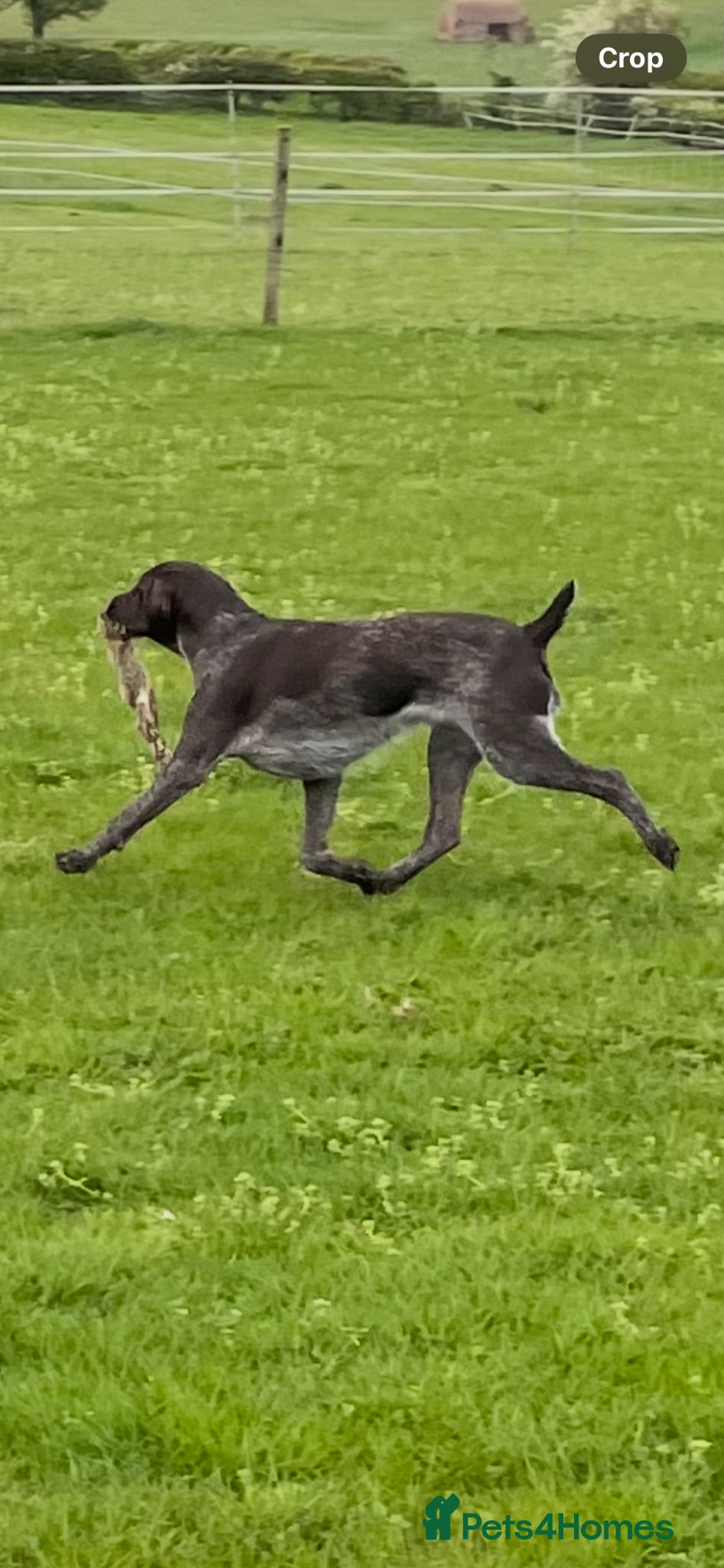 German Wirehaired Pointer dogs German Wirehaired Pointer pups - Advert 2