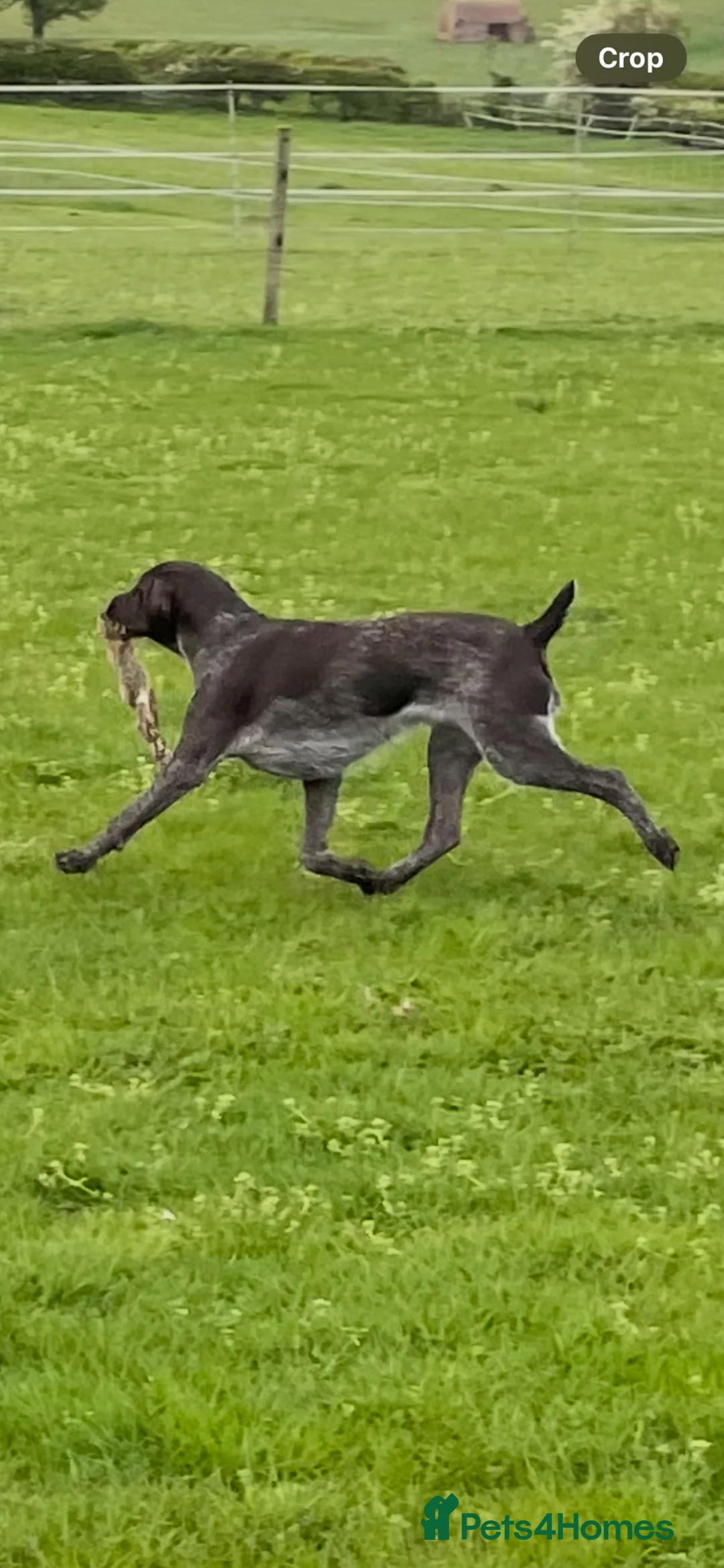 German Wirehaired Pointer dogs for sale: German Wirehaired Pointer pups - Advert 1