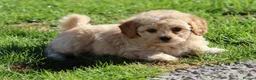 Cavapoochon dogs for sale: Beautiful Cavapoochon puppies for sale - Advert 20