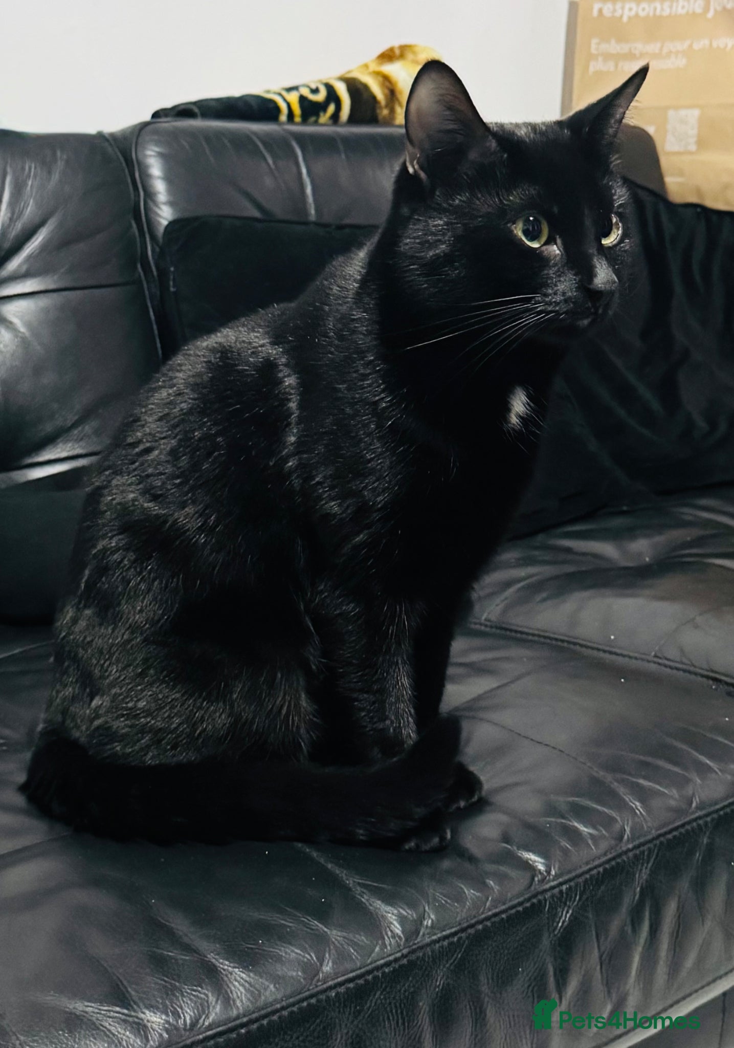 Mixed Breed cats Beautiful mixed breed black kittens  - Advert 7