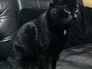 Mixed Breed cats Beautiful mixed breed black kittens - Advert 7