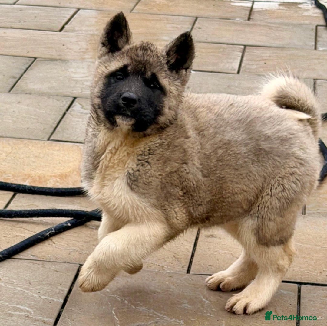 Akita dogs for sale: Akita Pups.  - Advert 4