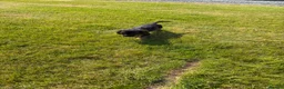 Dachshund dogs for sale: Standard Wire-Haired Dachshund Puppies - Advert 13
