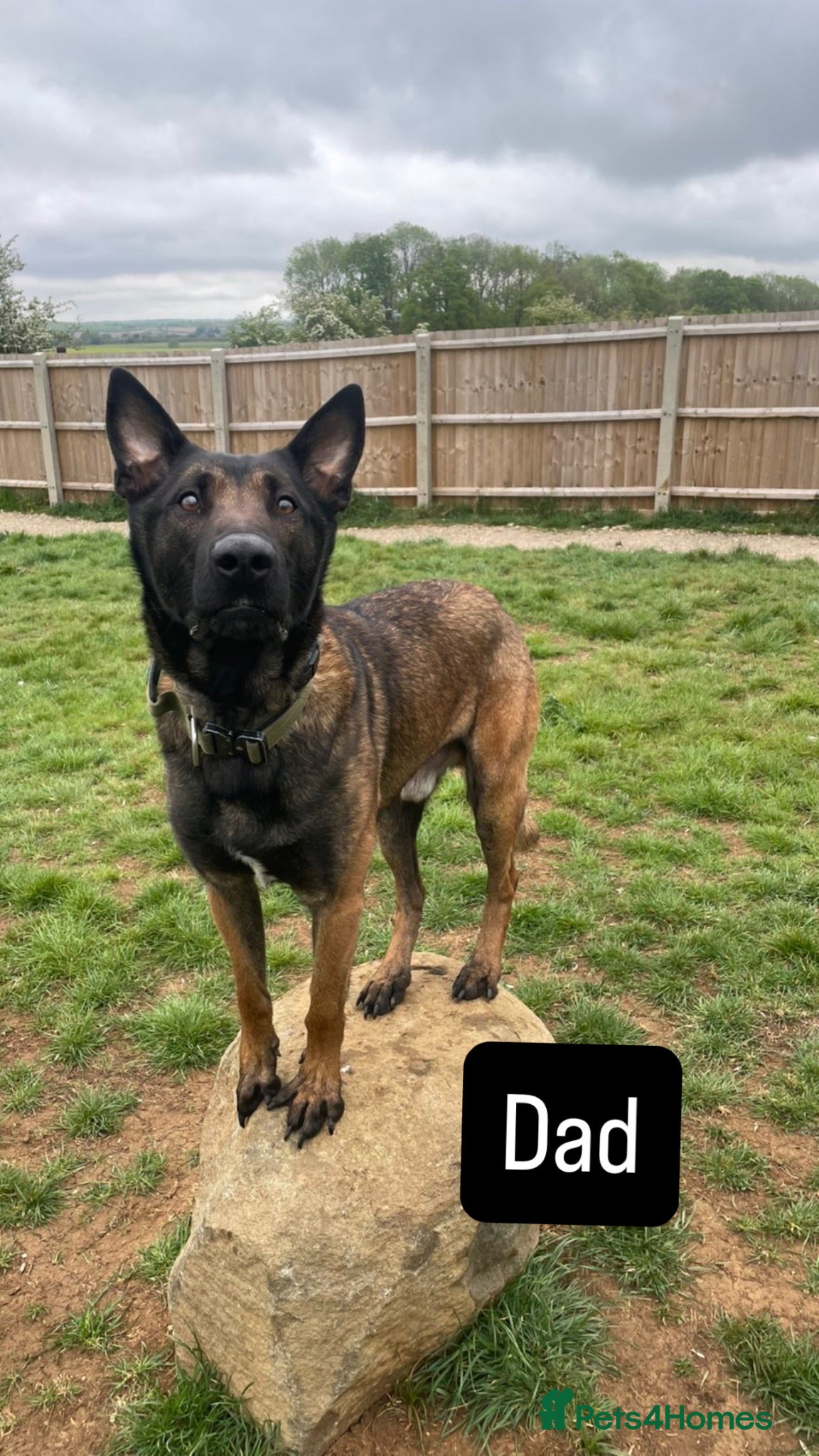 Mixed Breed dogs for sale: Mastiff x belgian Malinois  in Kettering - Advert 2