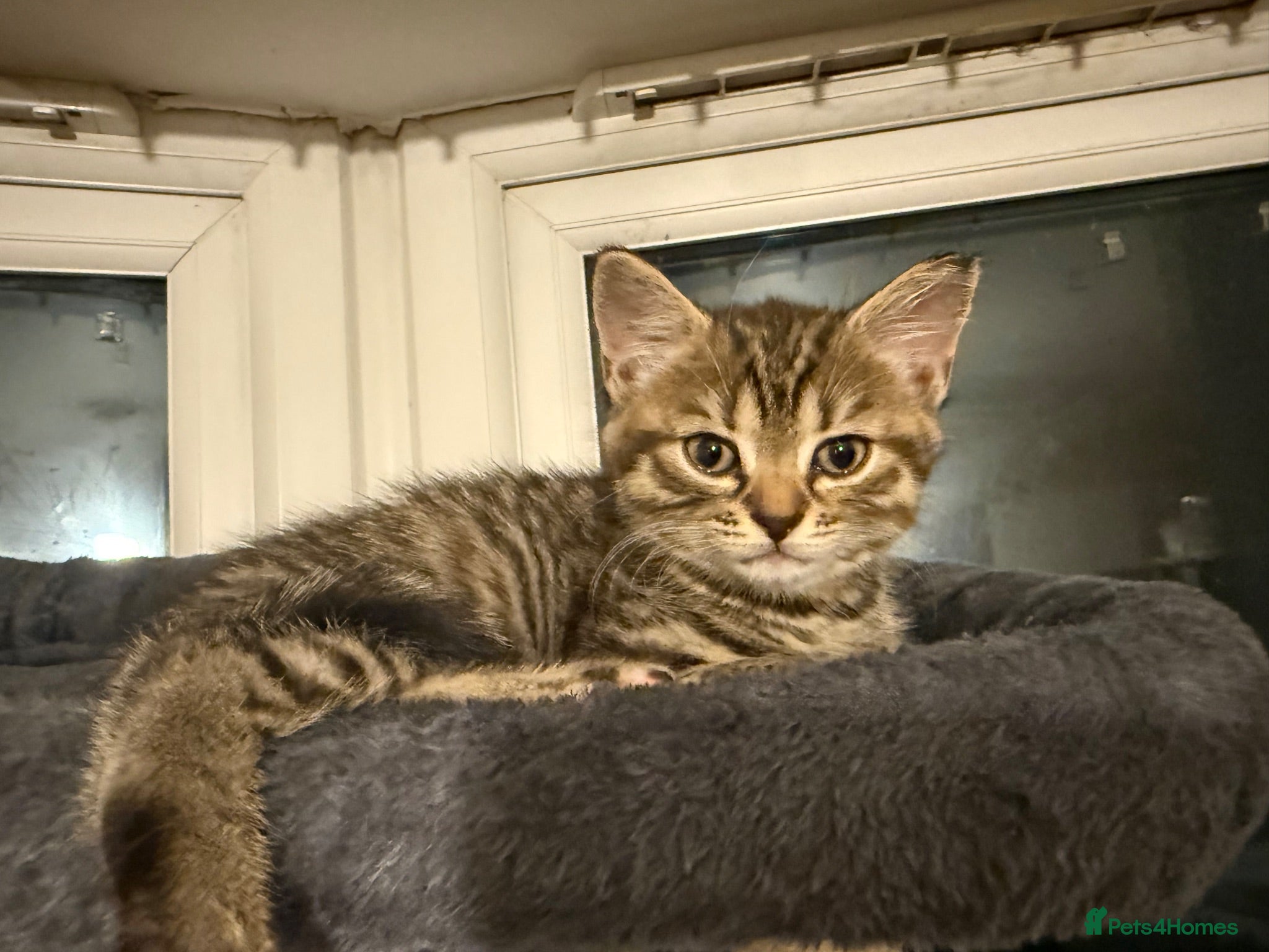 Mixed Breed cats 🤩🤩 Last two girls left !!  🤩🤩 - Advert 1