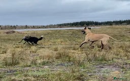 Great Dane dogs for sale: KC Reg Great Dane Female  - Image 23
