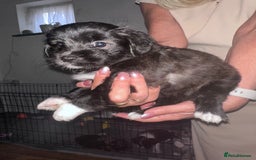 Mixed Breed dogs for sale: Blue Merle boarder collie crossed with a maltese - Image 3