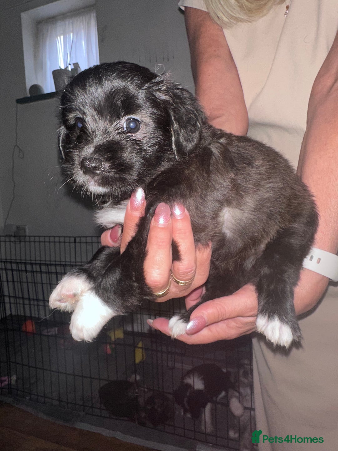 Mixed Breed dogs for sale: Blue Merle boarder collie crossed with a maltese - Image 3