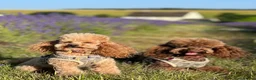 Toy Poodle dogs for sale: Two toy poodles  - Advert 2