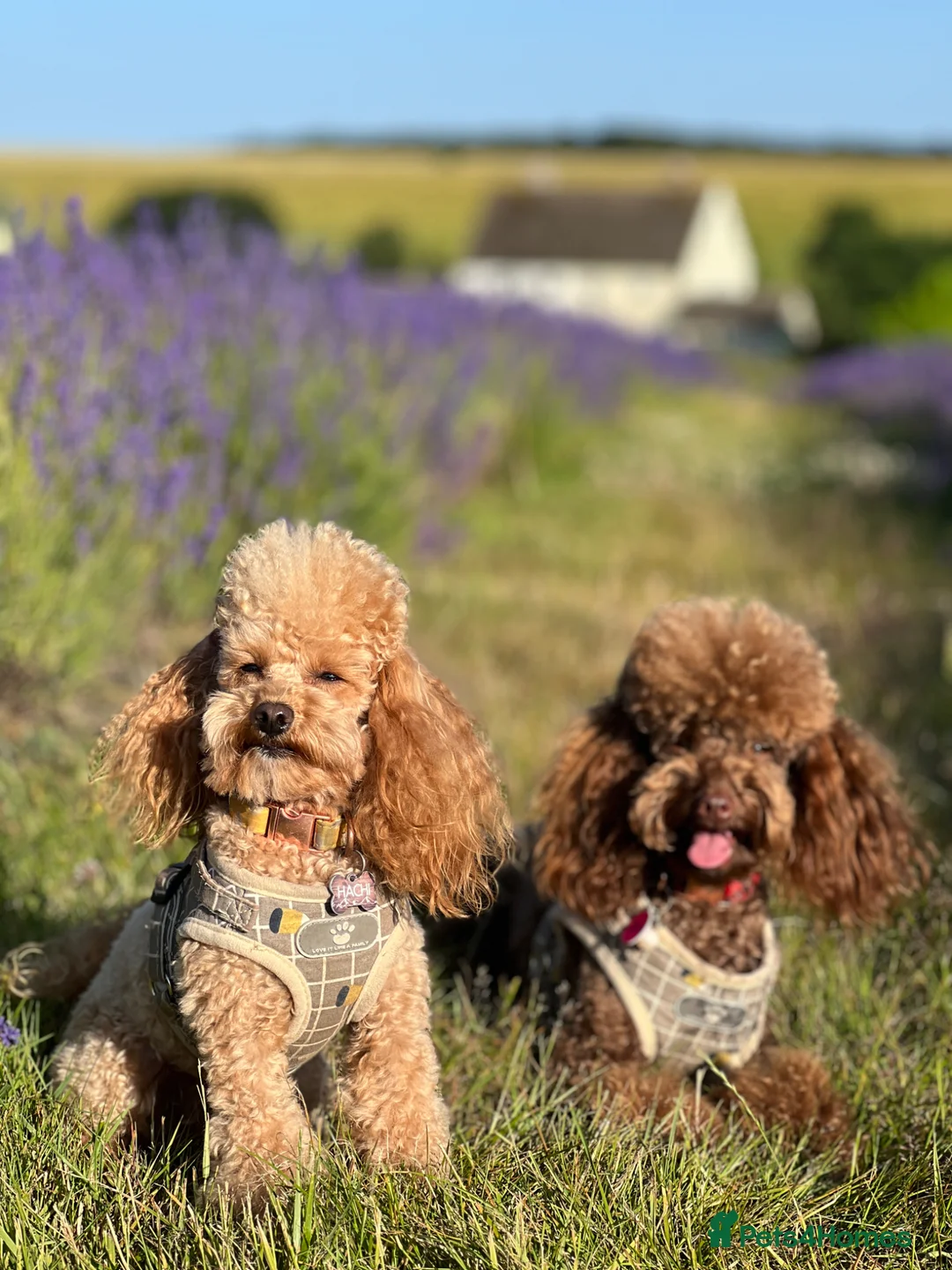 Toy Poodle dogs for sale: Two toy poodles  - Advert 2
