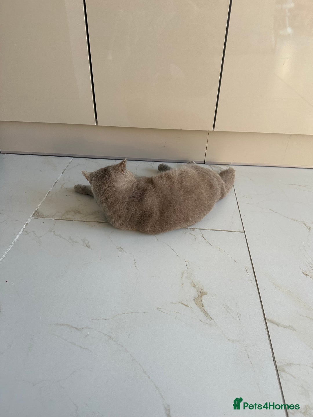 British Shorthair cats for sale: 3 year old british short hair, male - Advert 10