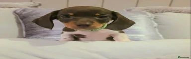 Miniature Dachshund 3