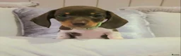 Miniature Dachshund dogs for sale:  Miniature dachshund puppies for sale in Plymouth - Advert 7