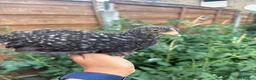 Chickens poultry for sale: Selection of Pekin Bantam and mixed breed chickens - Advert 6