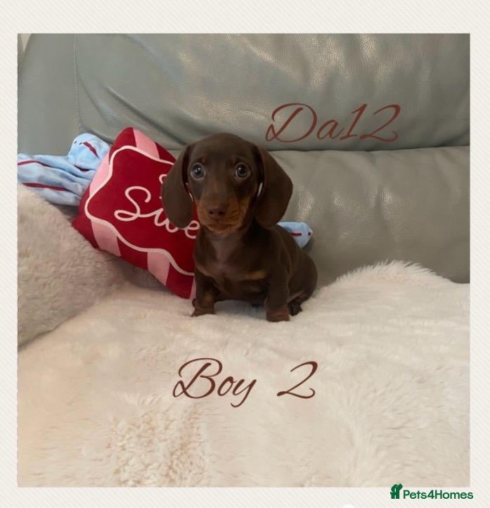 Miniature Dachshund dogs 1 True miniature dachshund boy - Advert 5