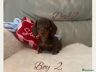 Miniature Dachshund dogs 1 True miniature dachshund boy - Advert 5