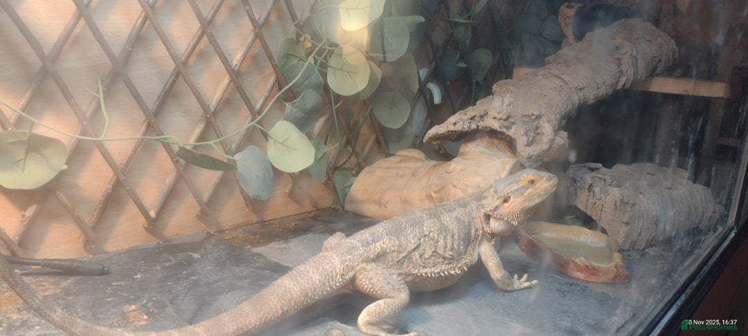 Bearded Dragon reptiles for sale: Bearded dragon with 6ft viv - Advert 4