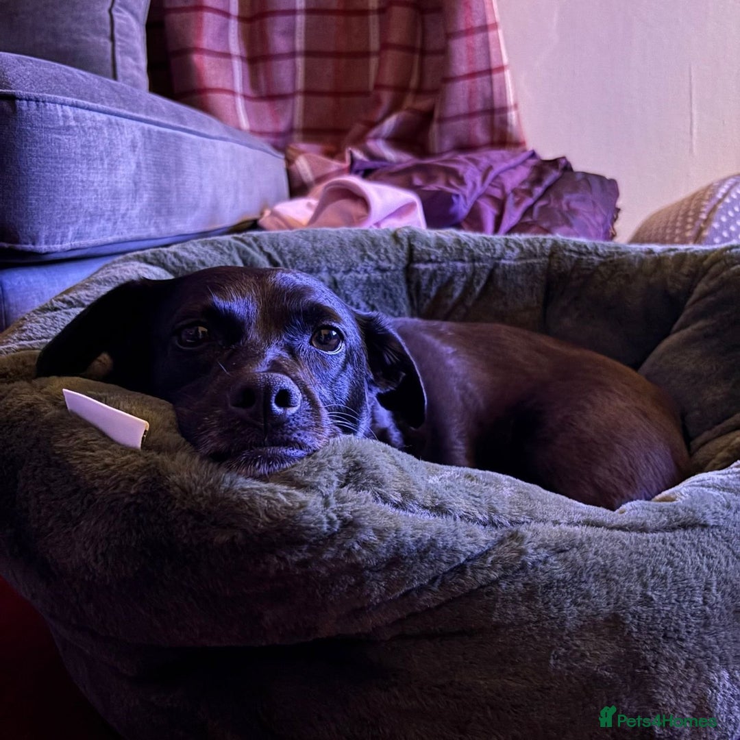 Mixed Breed dogs for adoption: Winston (Tripaw Terrier mix) - Image 12