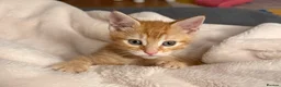 Mixed Breed cats for sale: Beautiful Ginger kitten - already vaccinated  in London - Advert 2