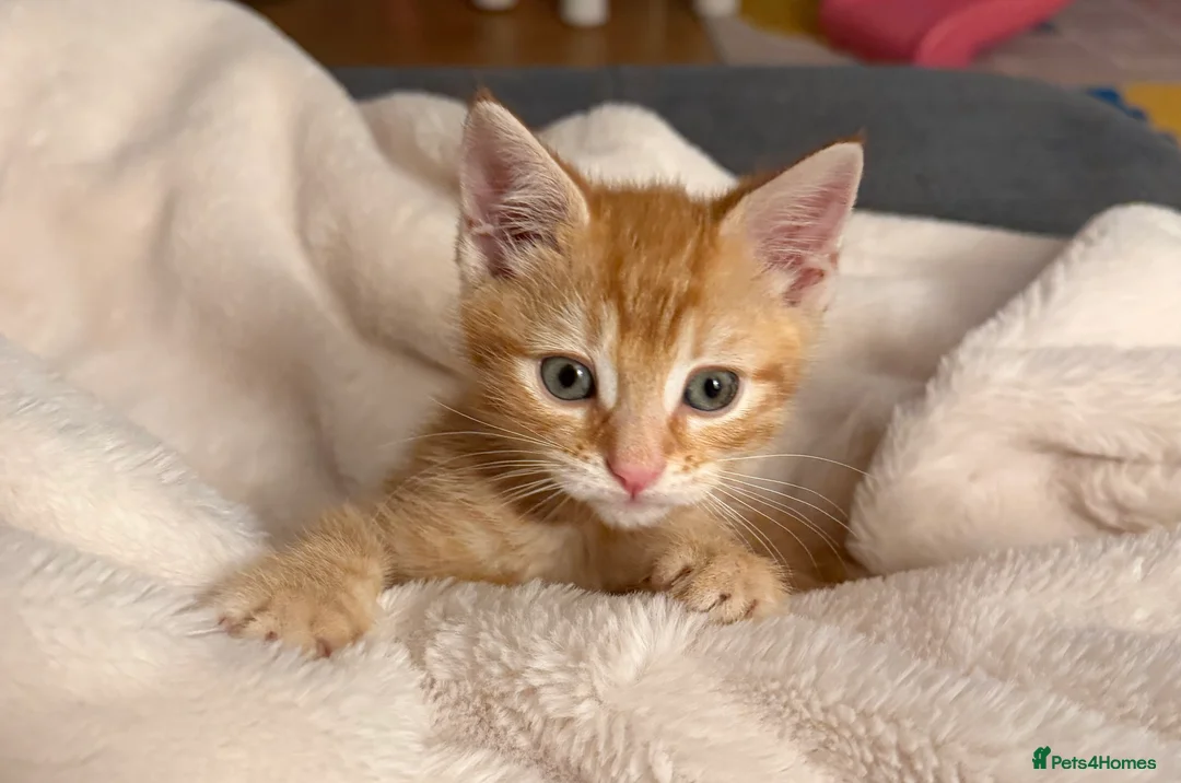Mixed Breed cats for sale: Beautiful Ginger kitten - already vaccinated  in London - Advert 2