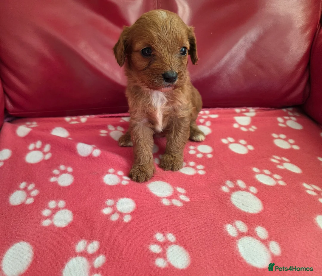 Cavapoo dogs for sale: F1 cavapoos  - Advert 2