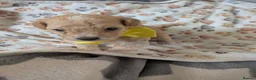 Maltipoo dogs for sale: Maltipoo - Advert 14