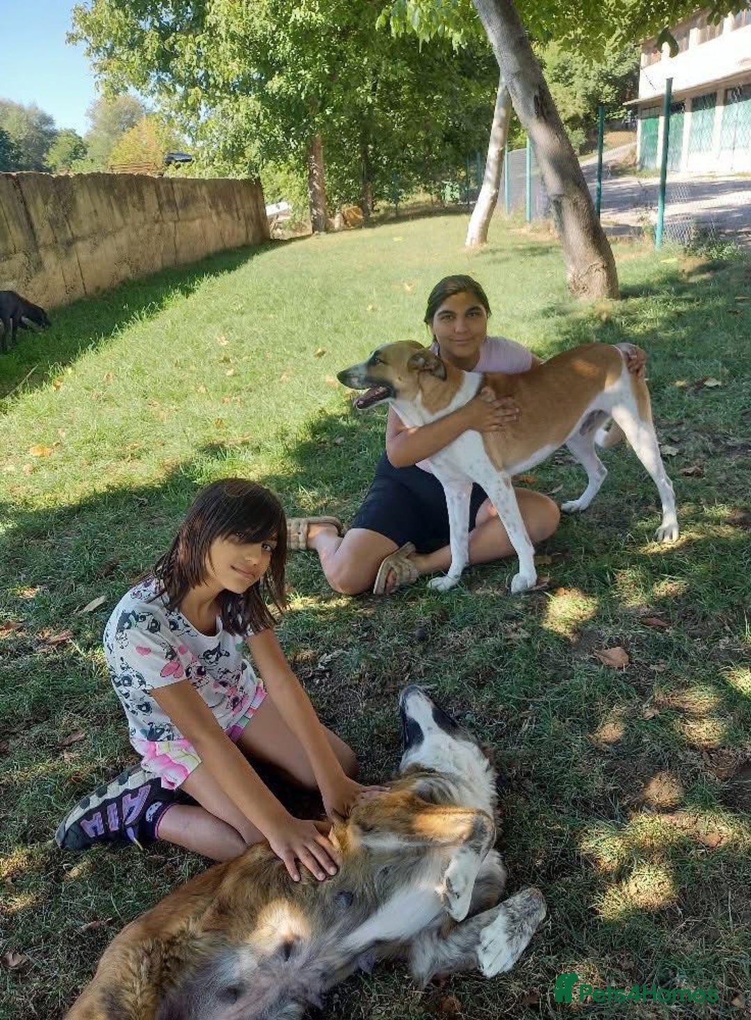 Mixed Breed dogs for adoption: Sasha. 3 yrs approx. Available for adoption. - Advert 5