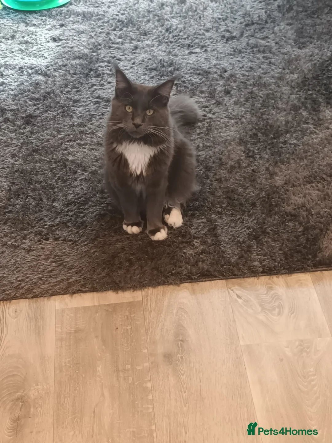 Maine Coon cats for sale: Pure breed maine coon in Maidstone - Advert 5