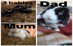 Mini Lop rabbits for sale: 3 Beautiful minilops available 2 males 1 female - Image 5